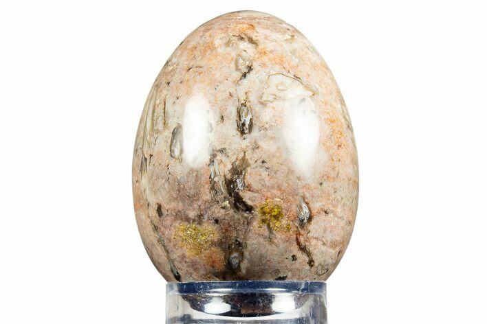 Polished Petrified Palm Root Egg - California #308878